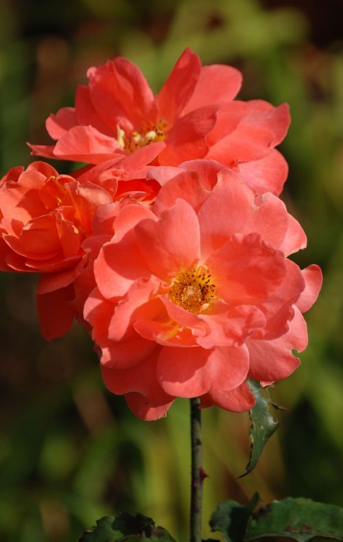 roses plant flower