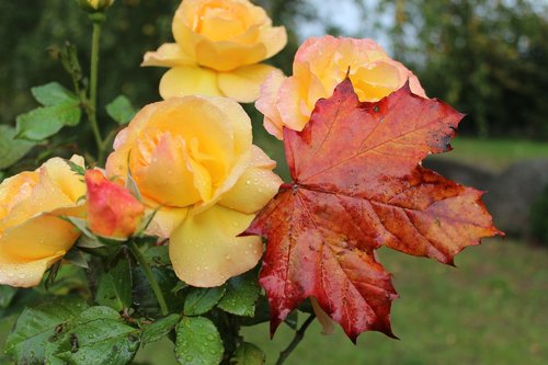 roses  autumn  maple leaf
