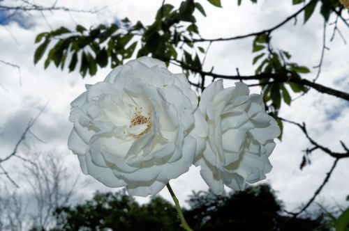 roses flowers white