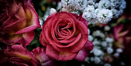 roses  plant  flower