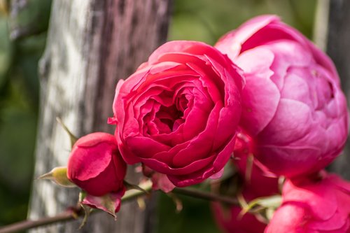 roses  flowers  macro