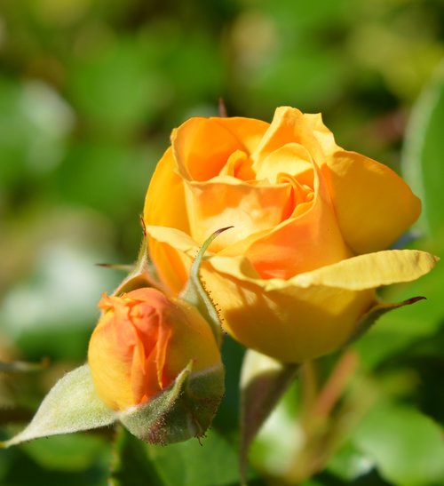 roses  yellow  garden