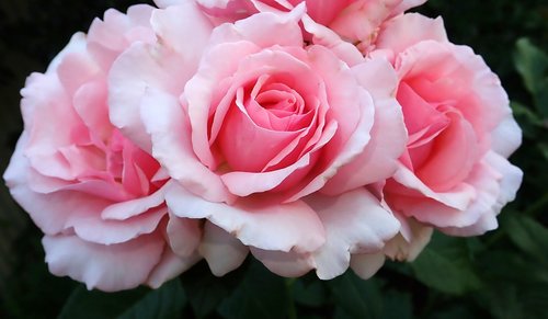 roses  pink  perfume