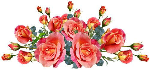 roses  flowers  fragrnt