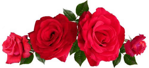 roses  red  fragrant