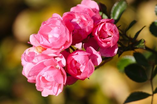 roses  pink  rosebush
