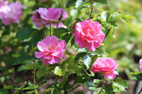 roses  rose bush  flowers