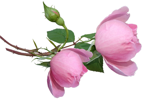 roses  buds  fragrant
