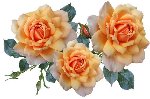 roses  fragrant  perfume