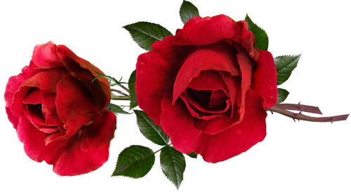 roses  red  fragrant