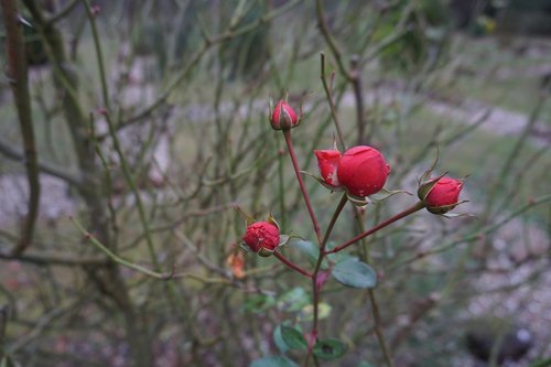 roses  winter roses  flowers