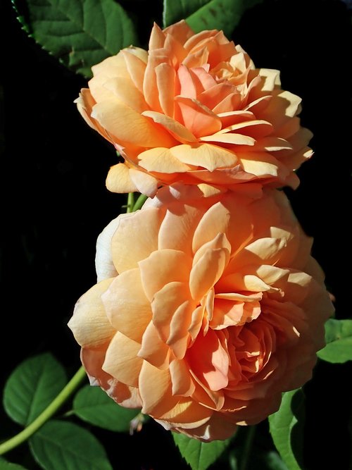 roses  flowers  perfume