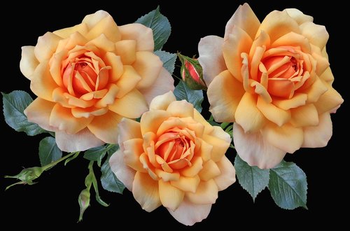 roses  apricot  flowers