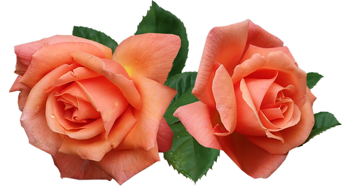 roses  fragrant  flowers