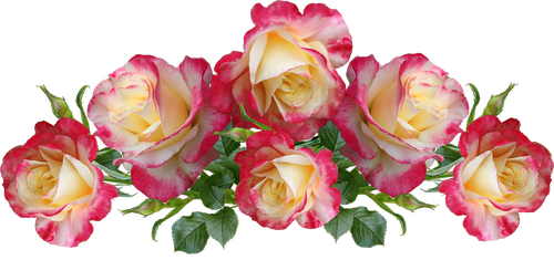 roses  flowers  fragrant
