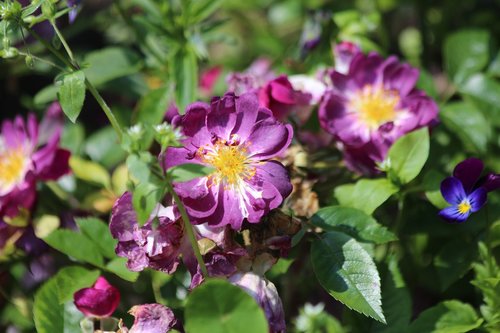 roses  flowers  rose bush