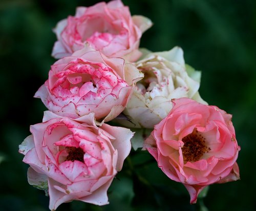 roses  pink  flower