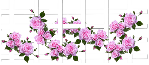 roses  fragrant  flowers