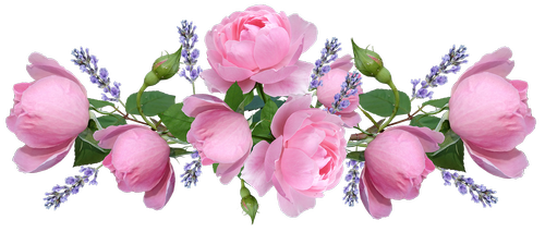 roses  pink  fragrant