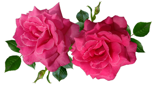 roses  flowers  romantic