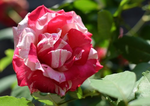 roses  garden  flower