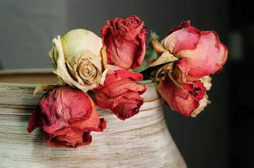 roses  dried flowers  flowers