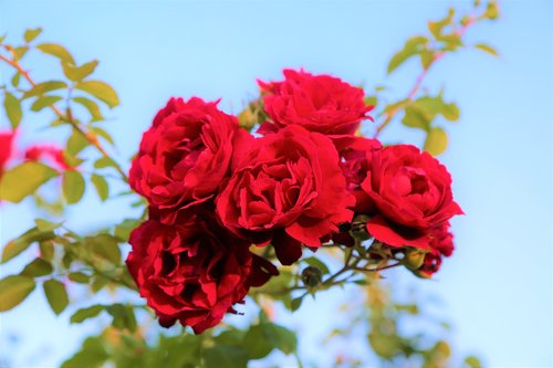 roses  red  nature