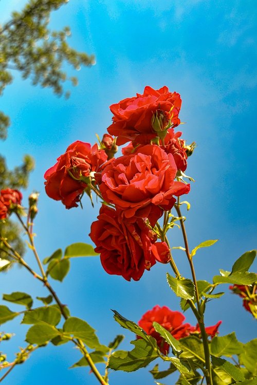 roses  red  garden