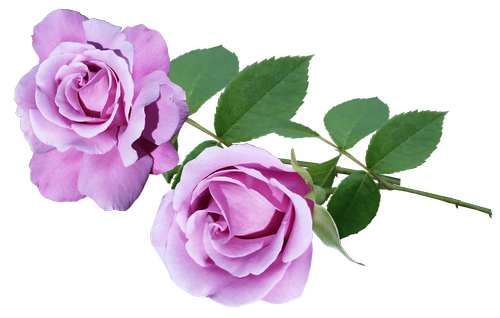 roses  mauve  fragrant