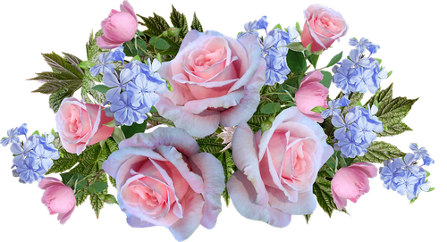 roses  plumbago  flowers