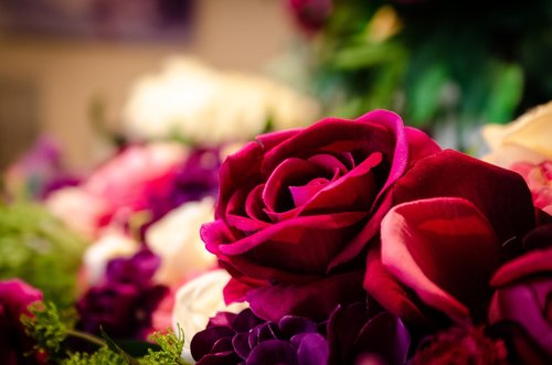roses  bloom  bridal