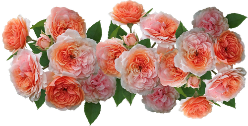 roses  flowers  arrangement