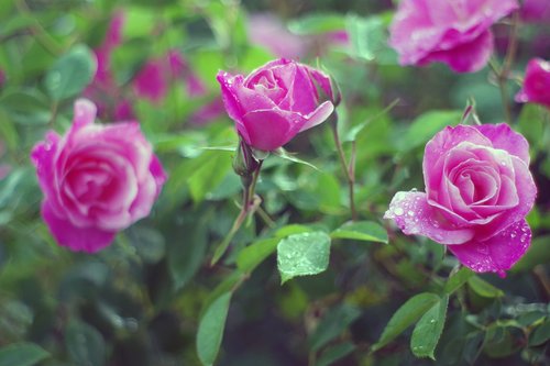 roses  raindrops  pink