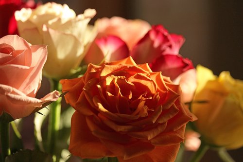 roses  bouquet  love