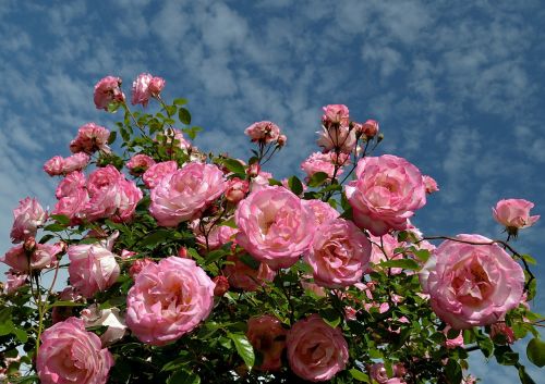 roses bush pink