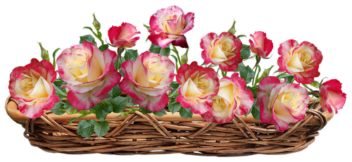 roses  flowers  perfume