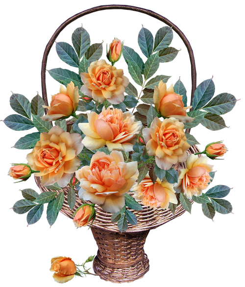 roses  flowers  basket
