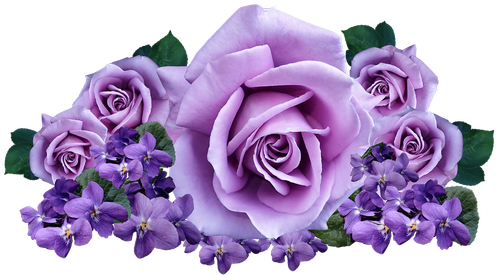 roses  violets  flowers