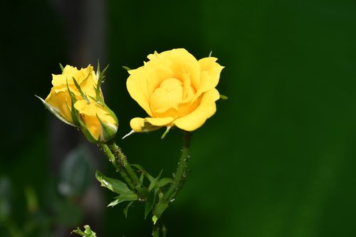 roses  yellow  nature