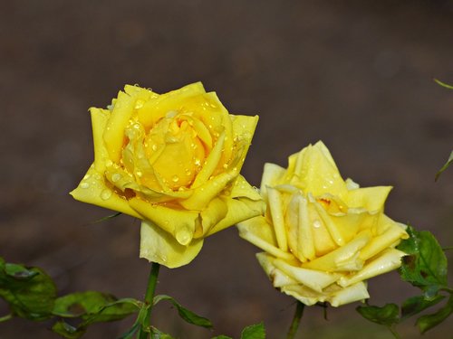 roses  yellow  flowers