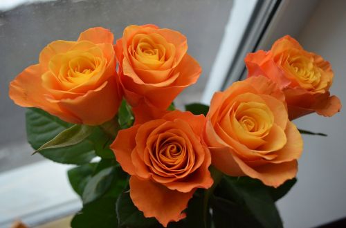 roses bouquet yellow flowers