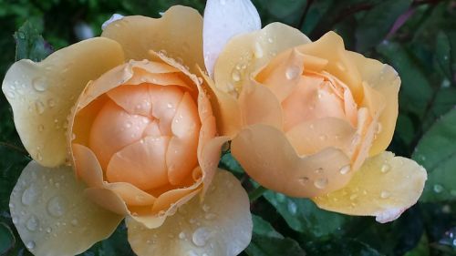 roses raindrop drop of water