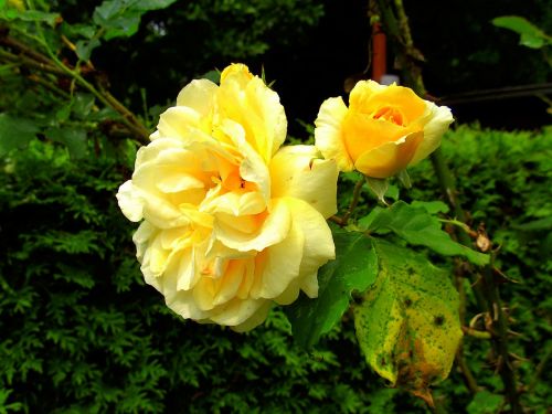 roses yellow garden