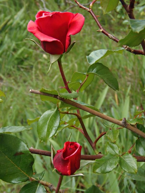 roses red garden