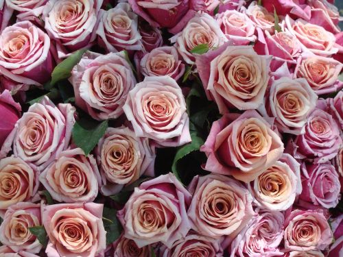 roses bouquet love