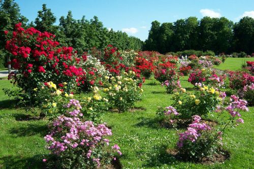 roses park garden