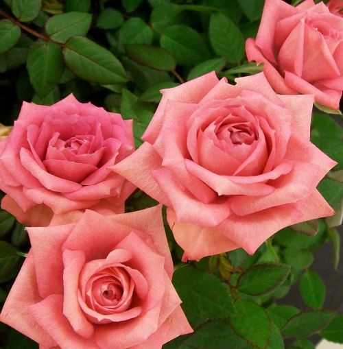 roses pink romance