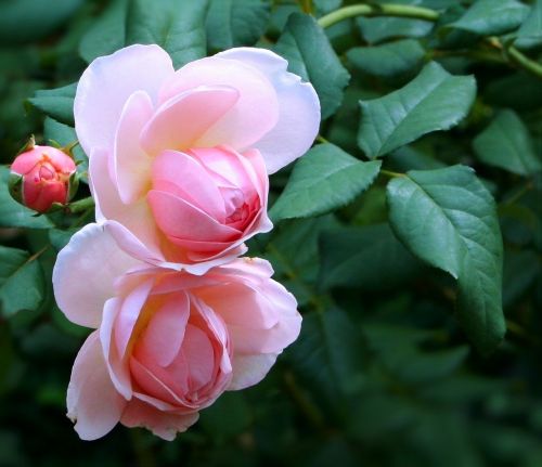 roses pink flower