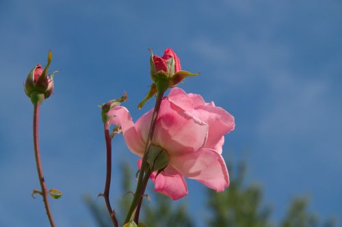 roses pink flowers