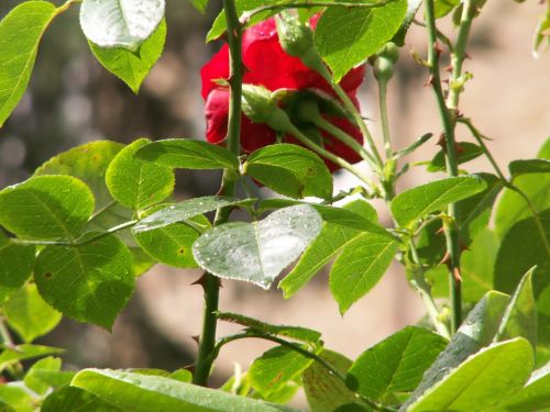 roses flowers nature